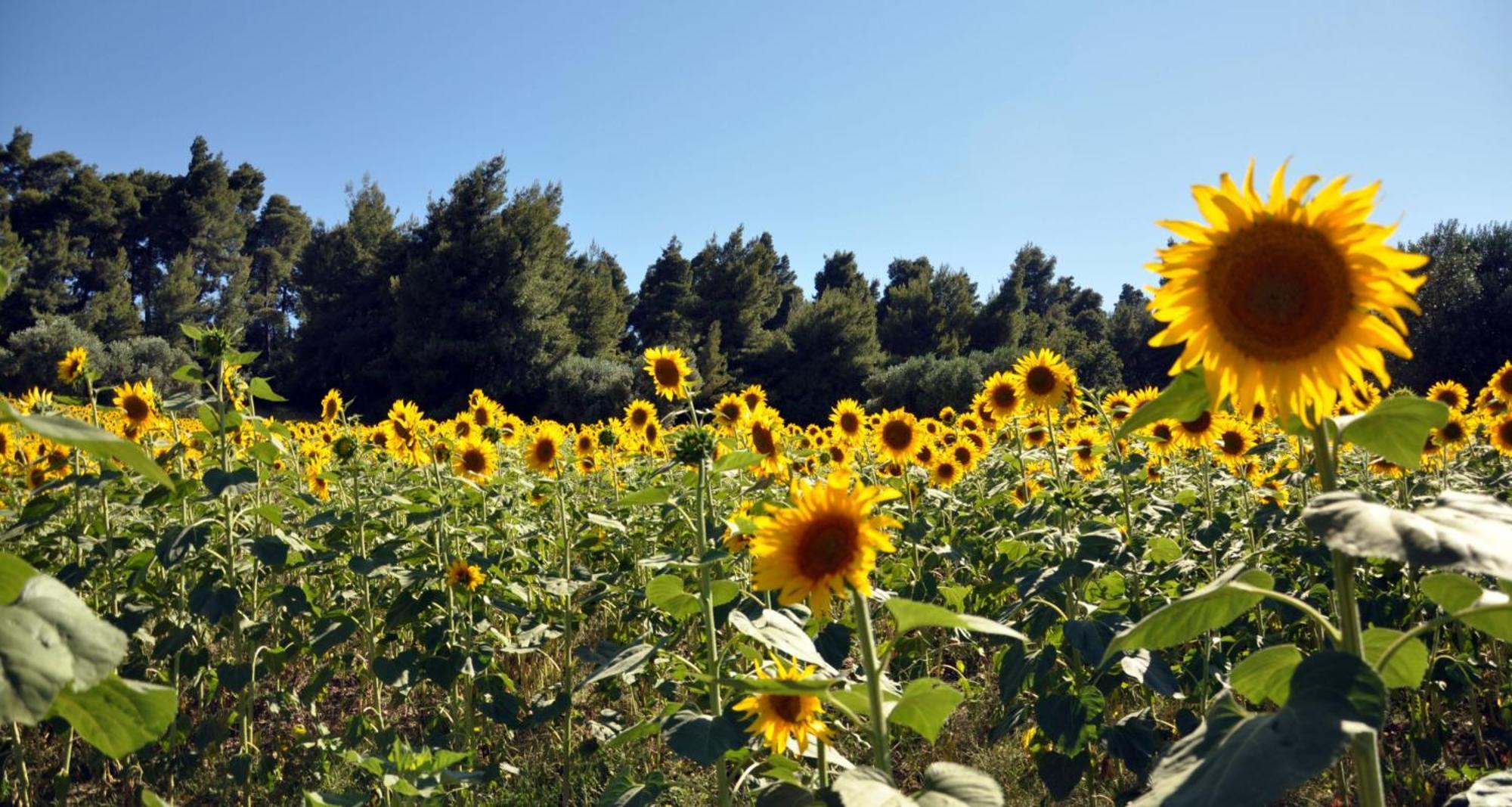 Hotel Pighi Kriopigi Dış mekan fotoğraf